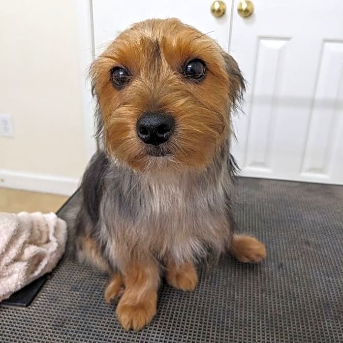 Photo of Scout
