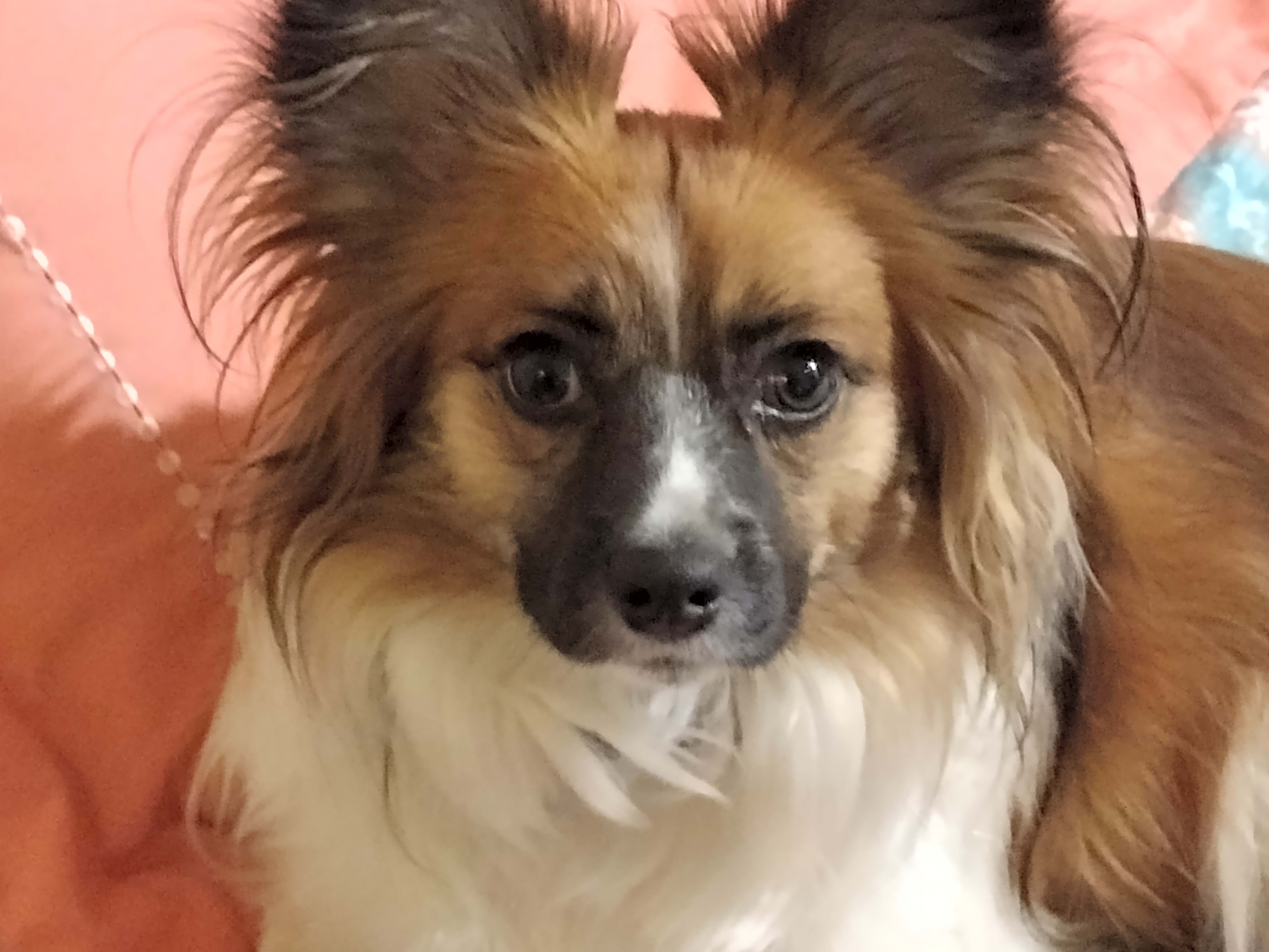 Photo of Spirit