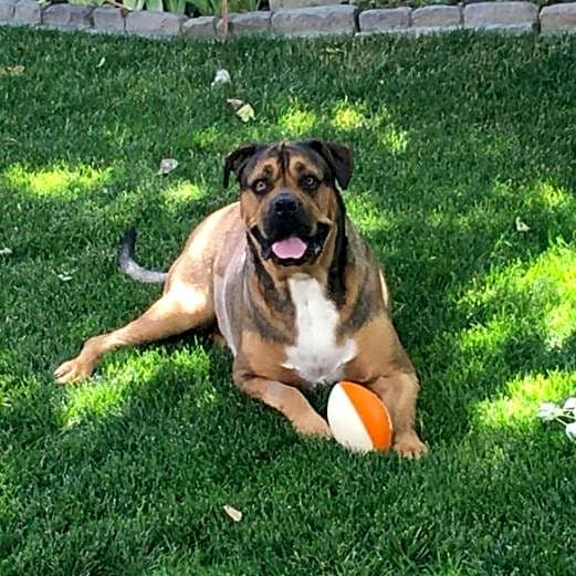 Photo of Bubba