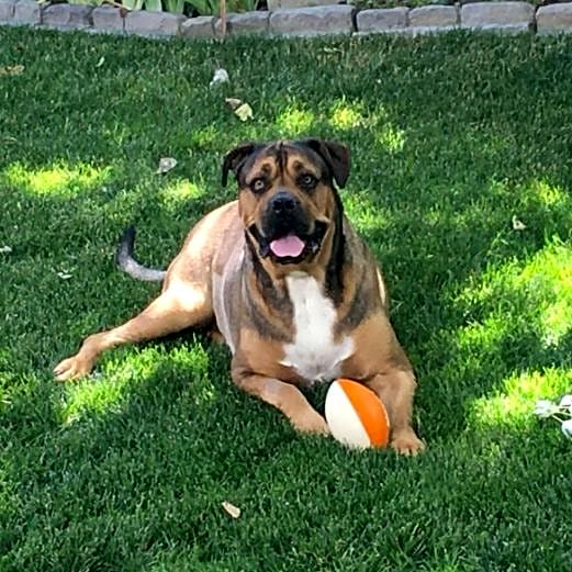 Photo of Bubba