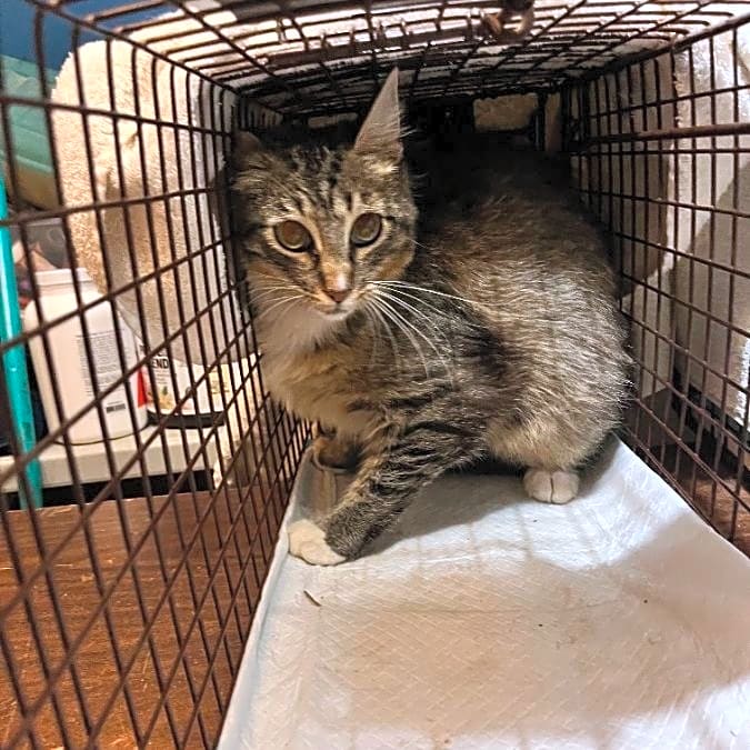 Photo of TNR
