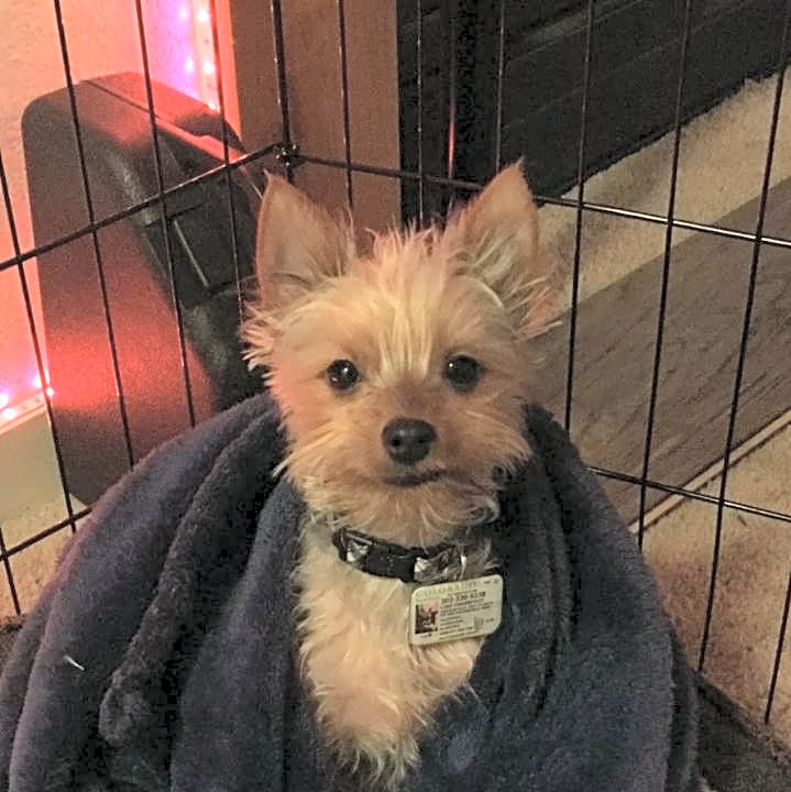 Photo of Loki
