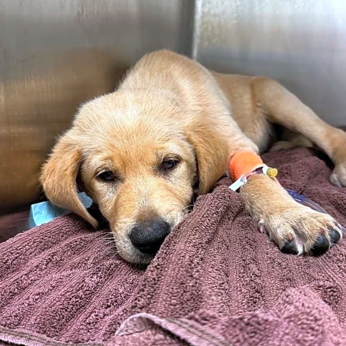 Photo of Waylon