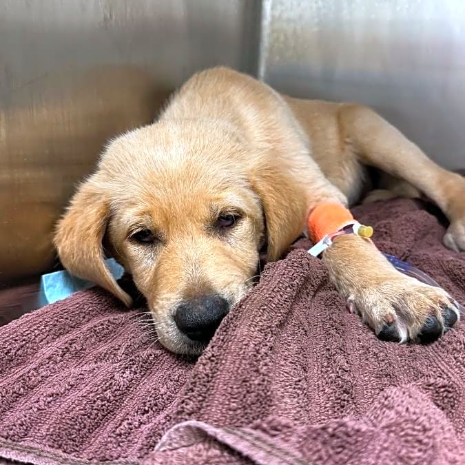 Photo of Waylon