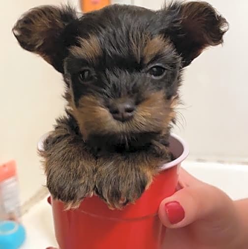 Photo of Teddy