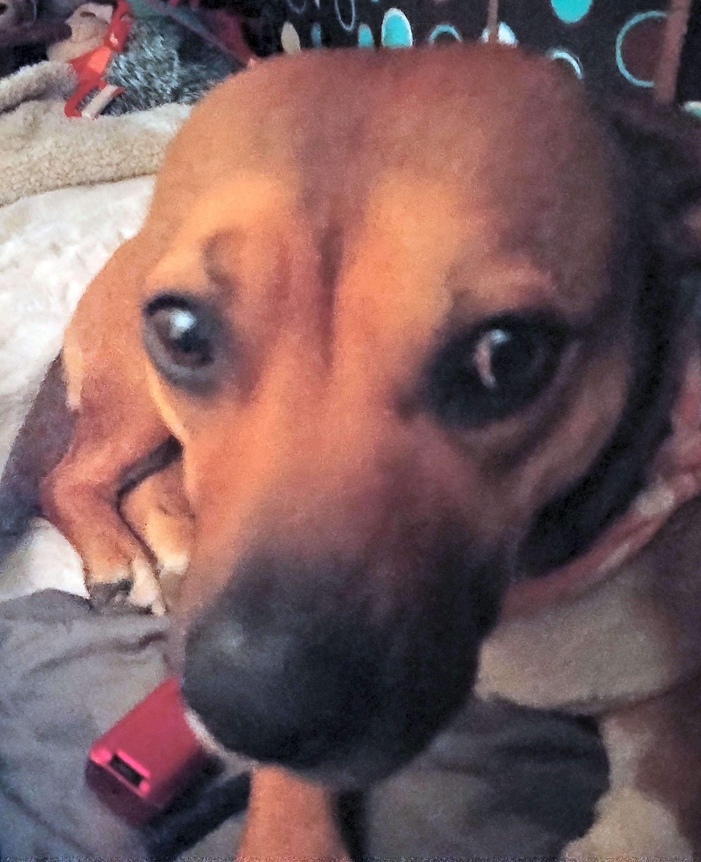 Photo of Brownie