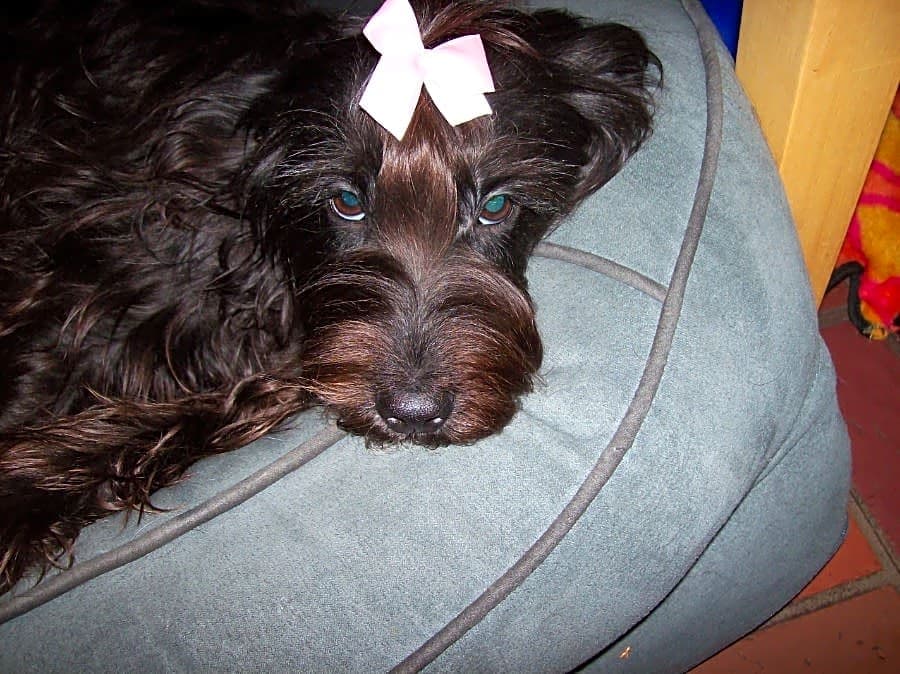 Photo of Lollie