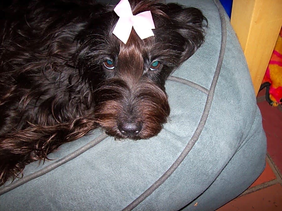Photo of Lollie