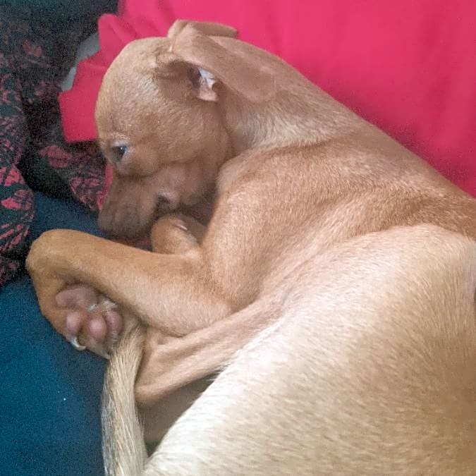Photo of Star