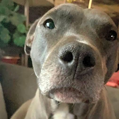 Photo of Sadie