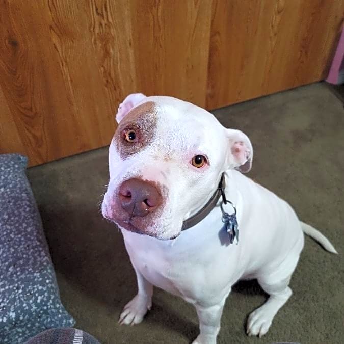 Photo of Chance