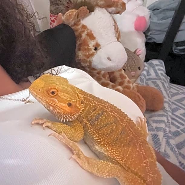 Photo of Cookie