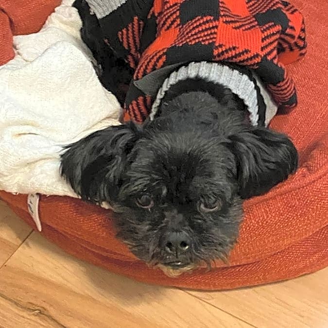 Photo of Buster