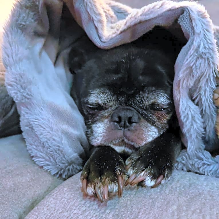 Photo of Harley