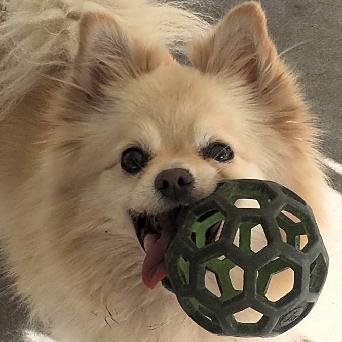Photo of Riley
