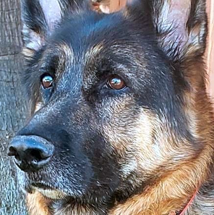 Photo of Cici