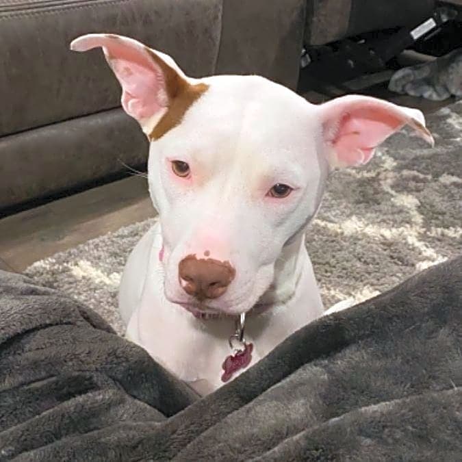 Photo of Pearl
