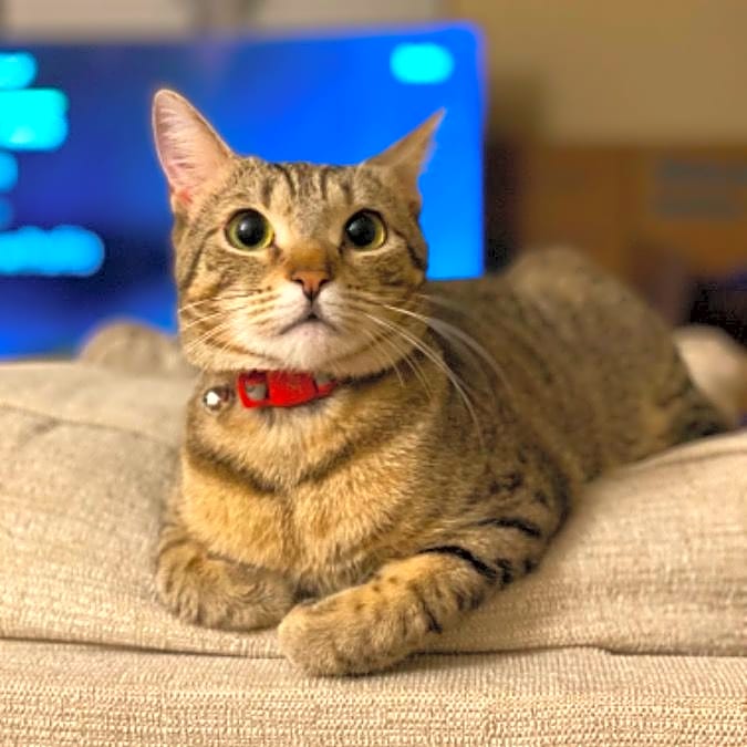 Photo of Tootsie