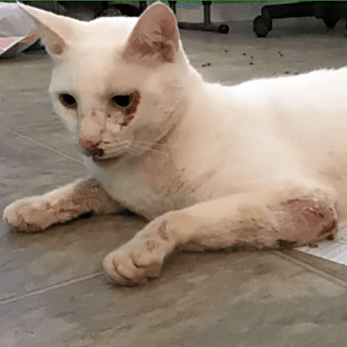 Photo of Snowball