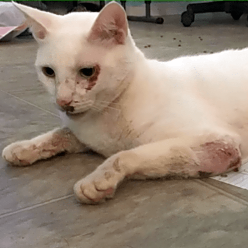 Photo of Snowball