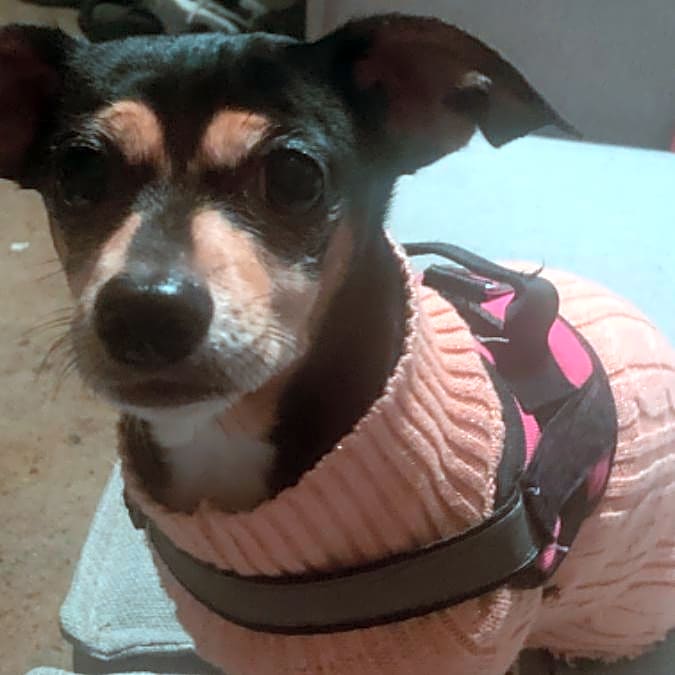 Photo of Roxy