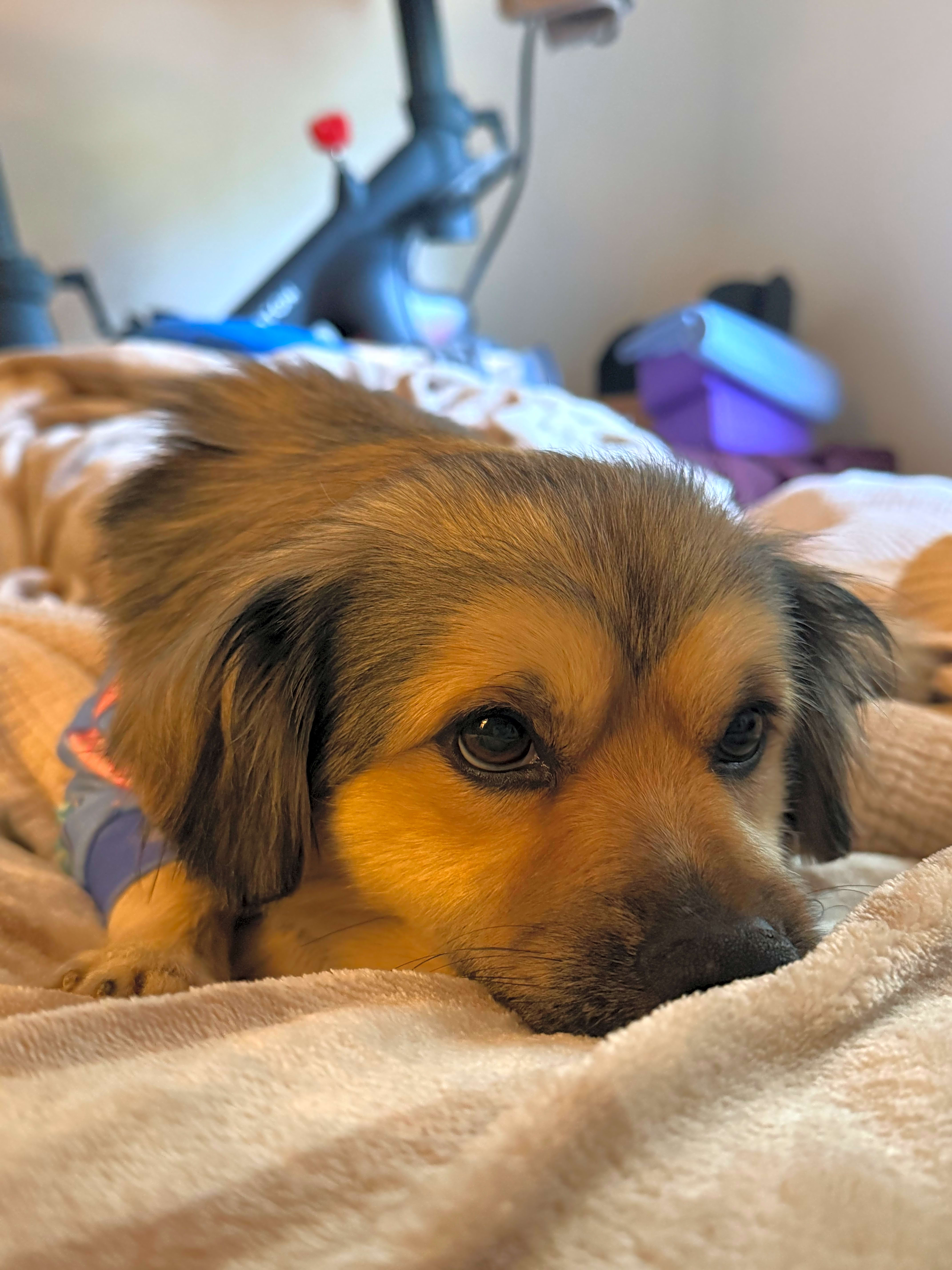 Photo of Huckleberry