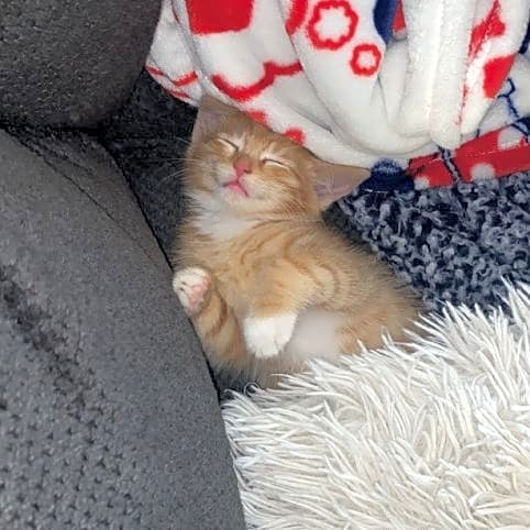 Photo of Peaches
