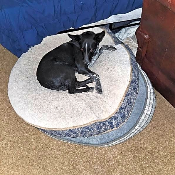 Photo of Ollie