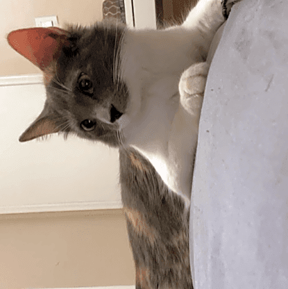 Photo of Nala