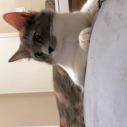 Photo of Nala