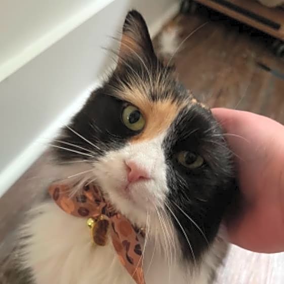 Photo of Muffin