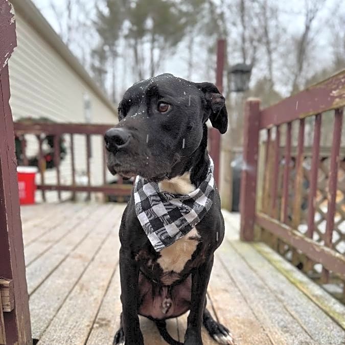 Photo of Duke
