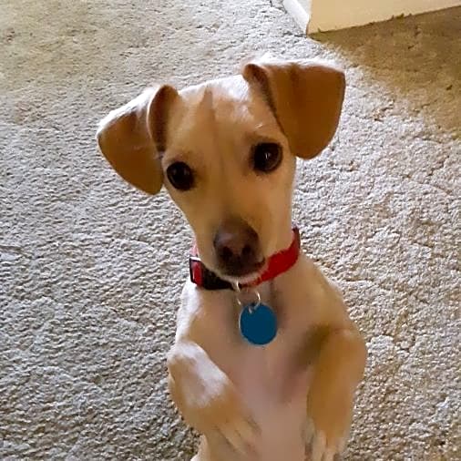 Photo of Sammy