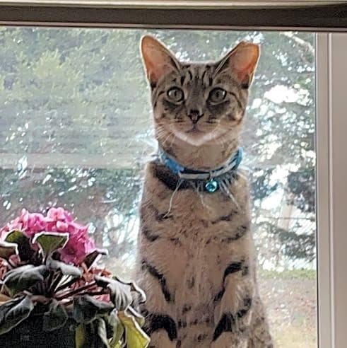 Photo of Bow