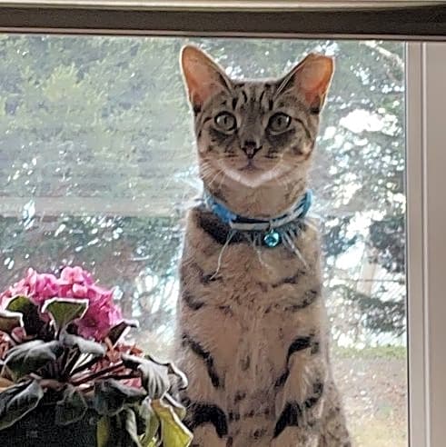Photo of Bow