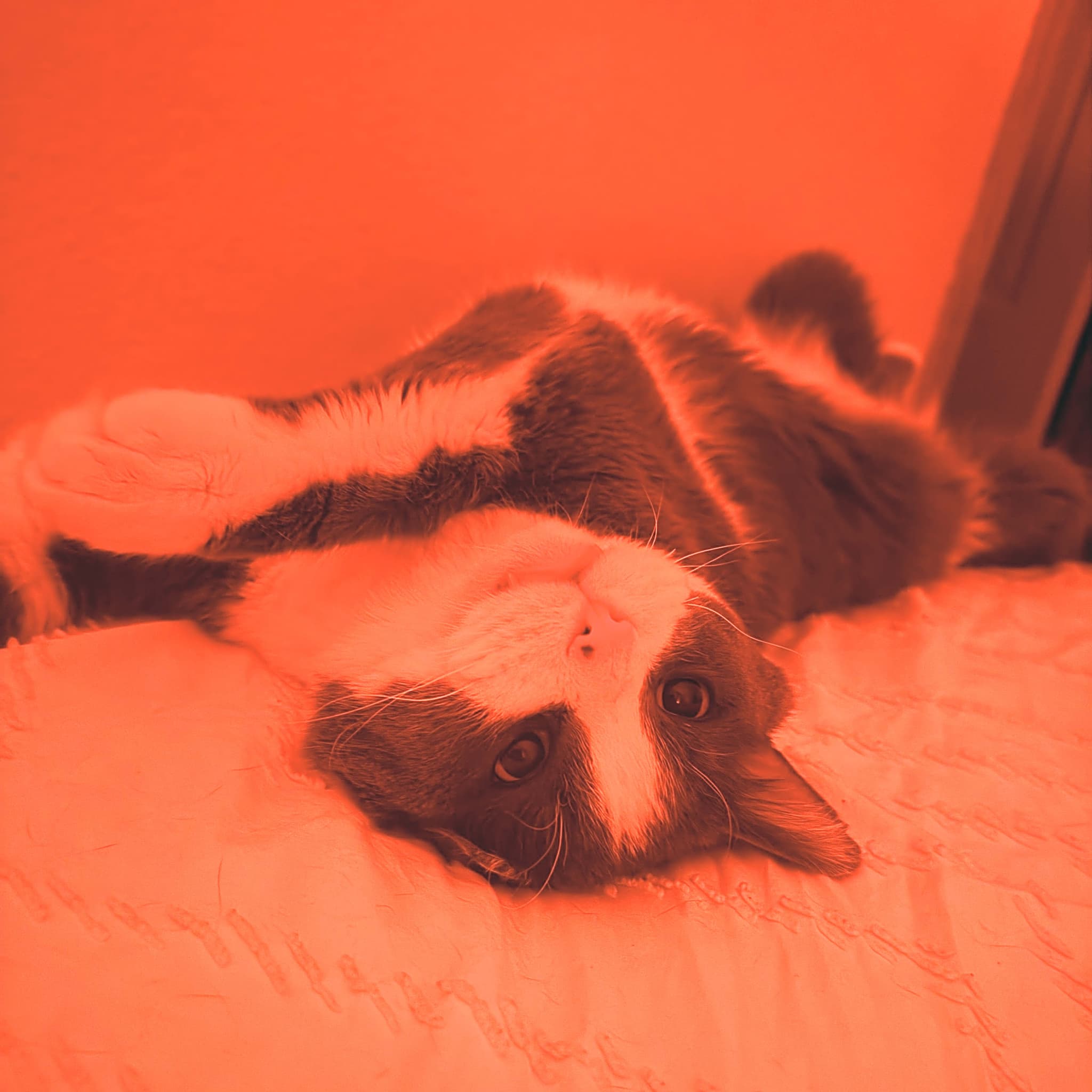 Photo of Jiggy