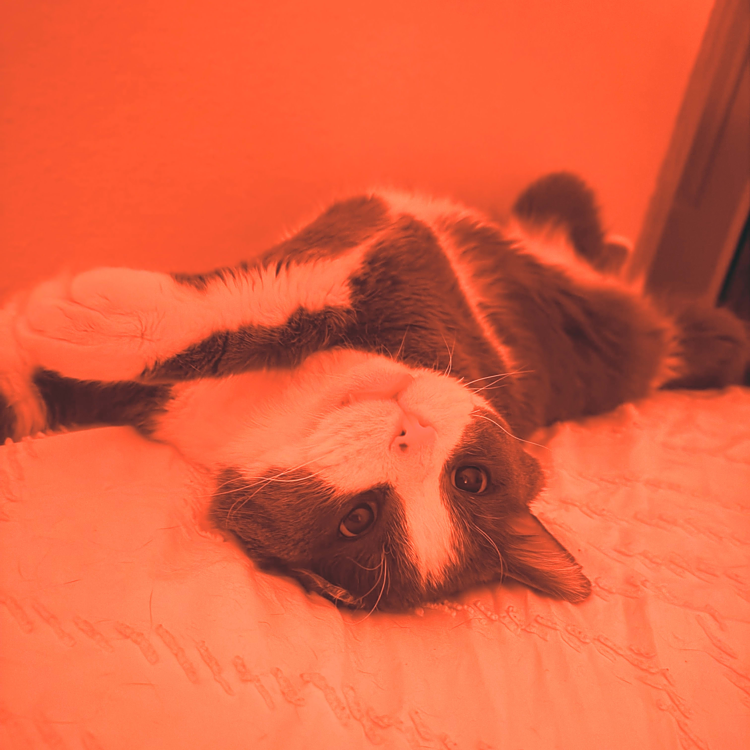 Photo of Jiggy