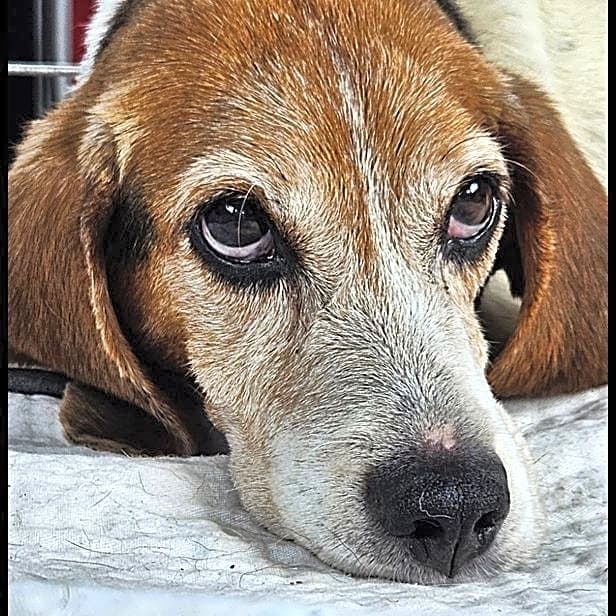 Photo of Stormy
