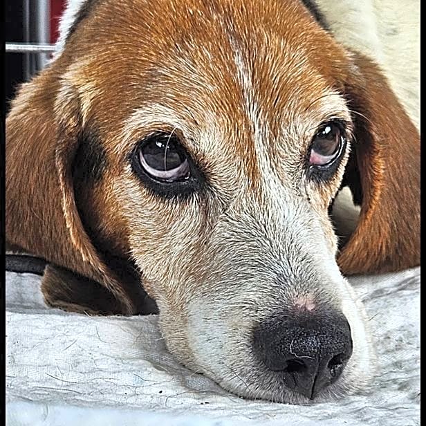 Photo of Stormy