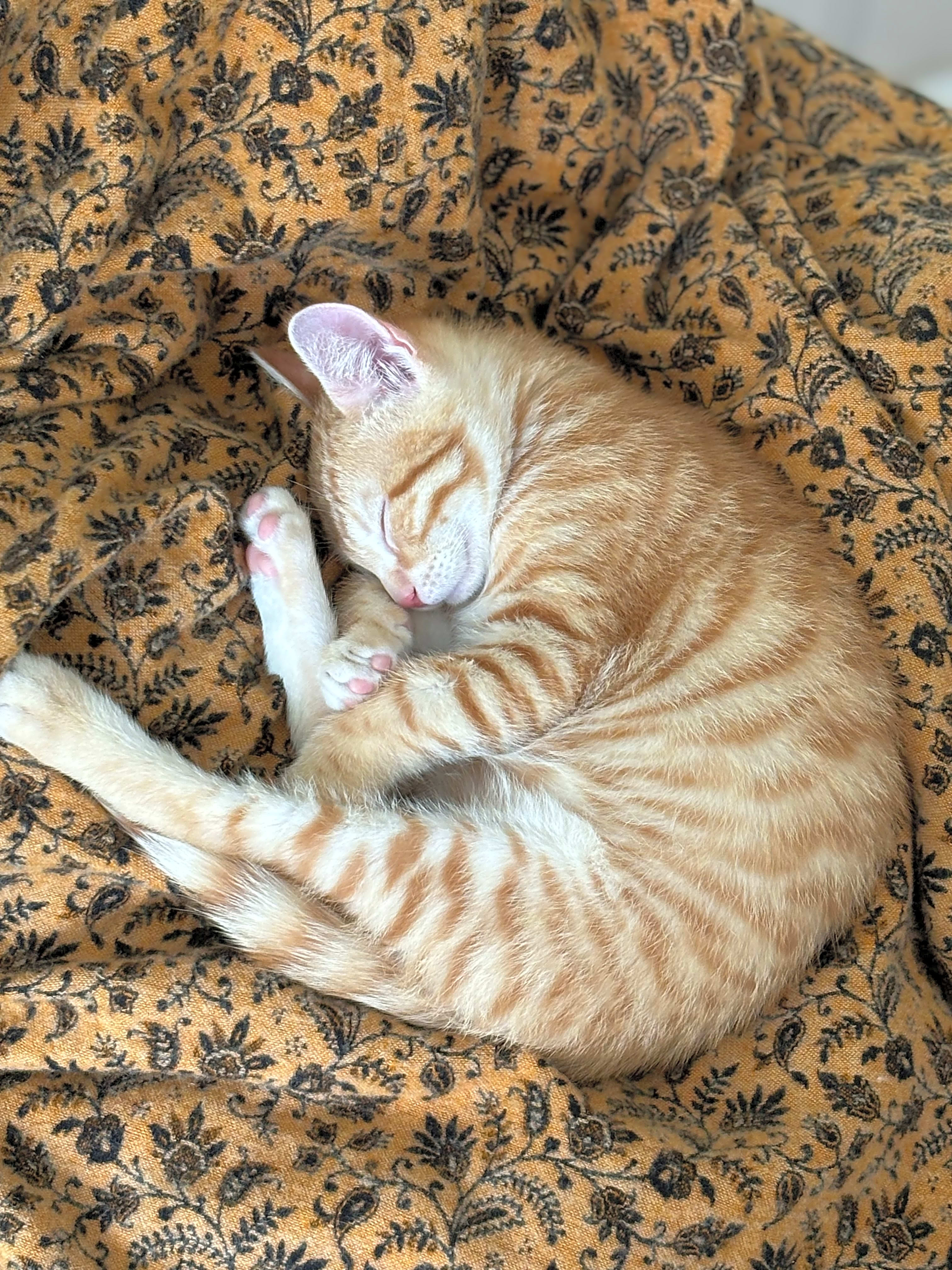 Photo of Gizmo