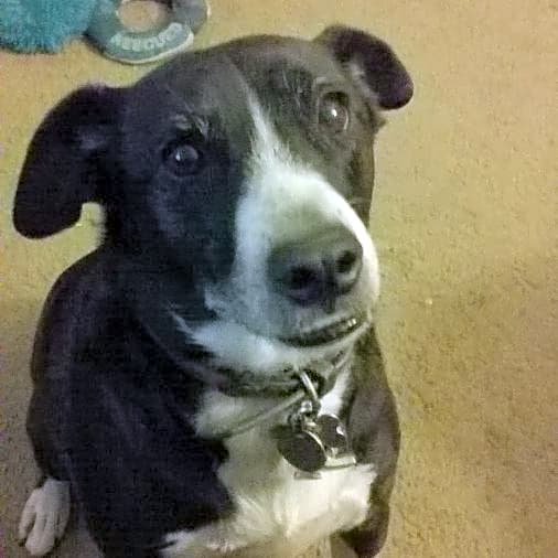Photo of Angus