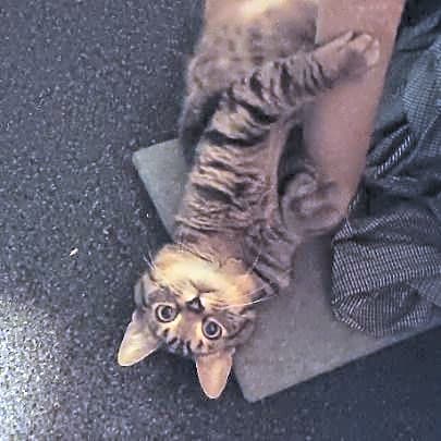 Photo of Willow
