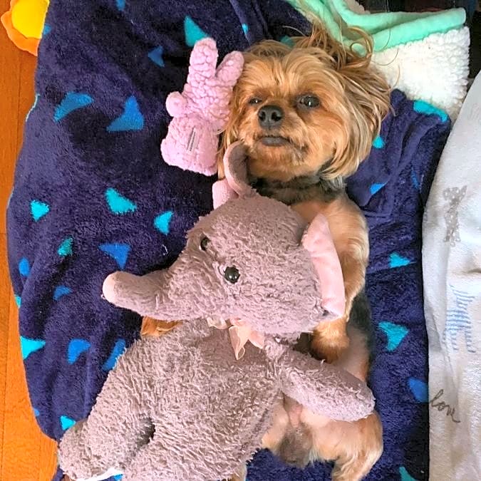 Photo of Poohbear