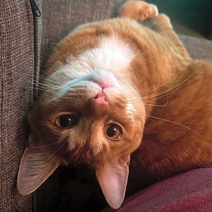 Photo of Crowley