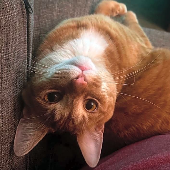 Photo of Crowley