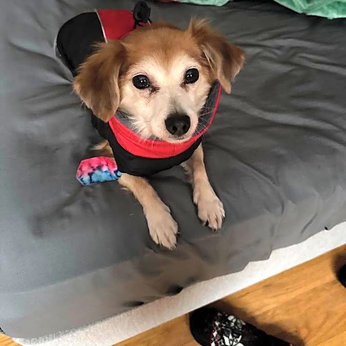 Photo of Brownie