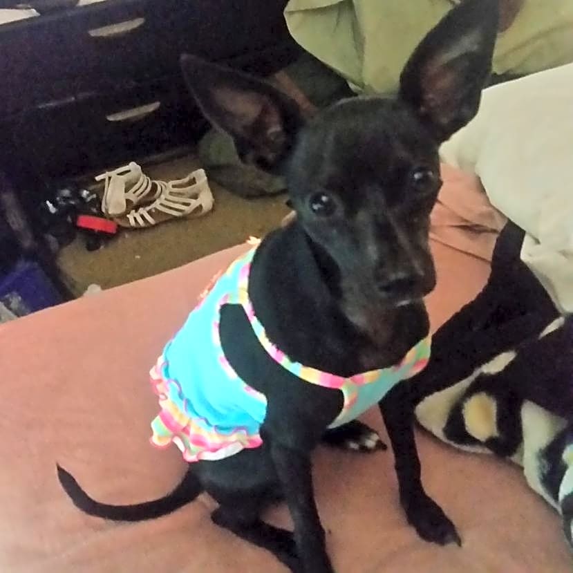 Photo of Doodlebug