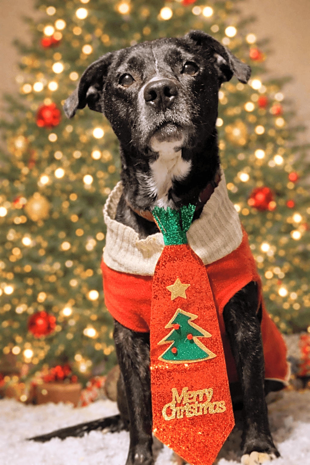 Photo of Rosco