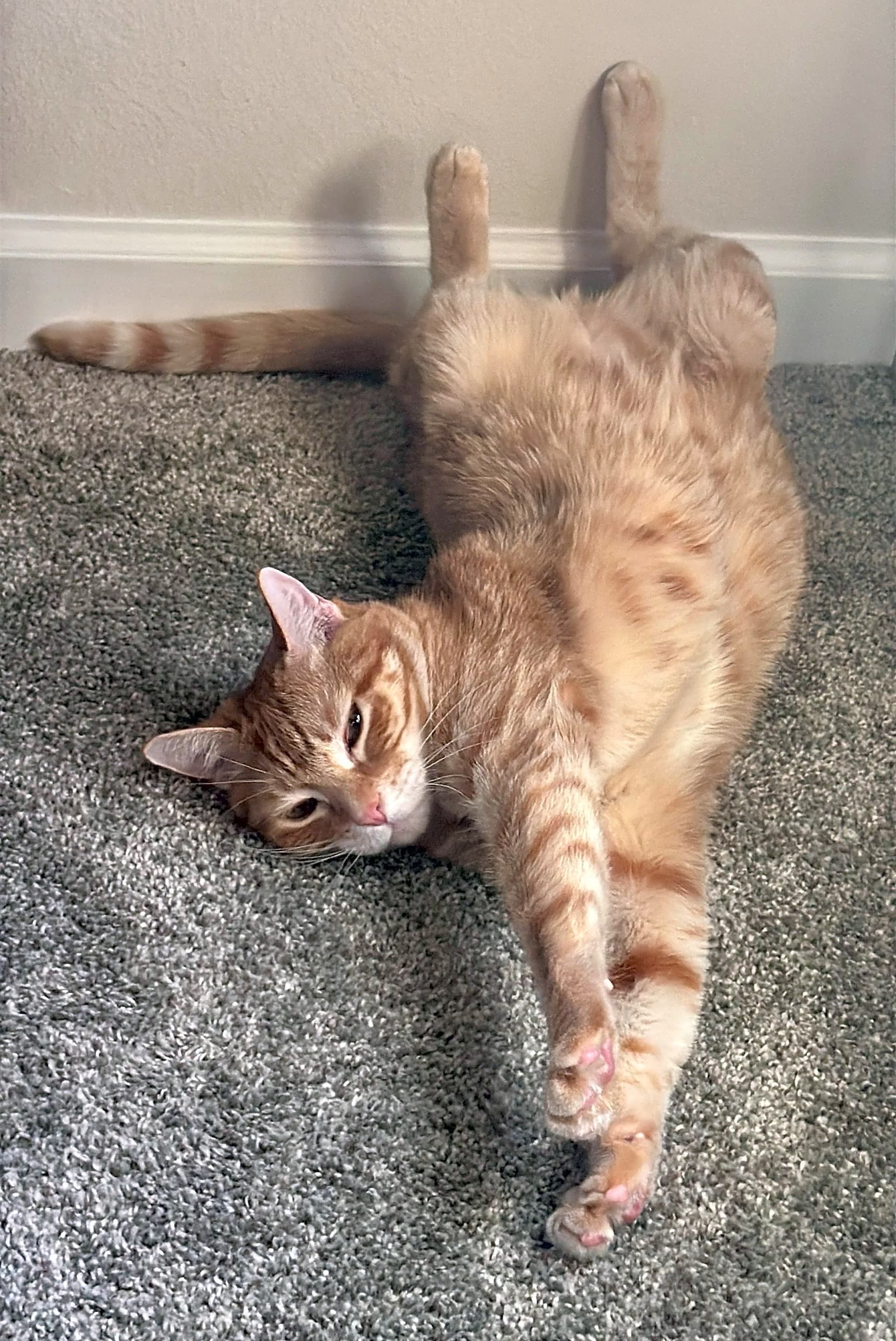 Photo of Ragnar