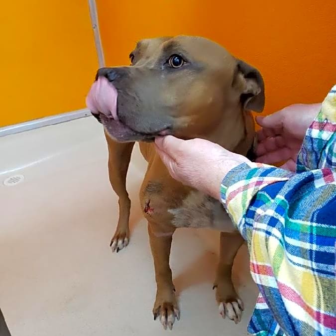 Photo of Scooby